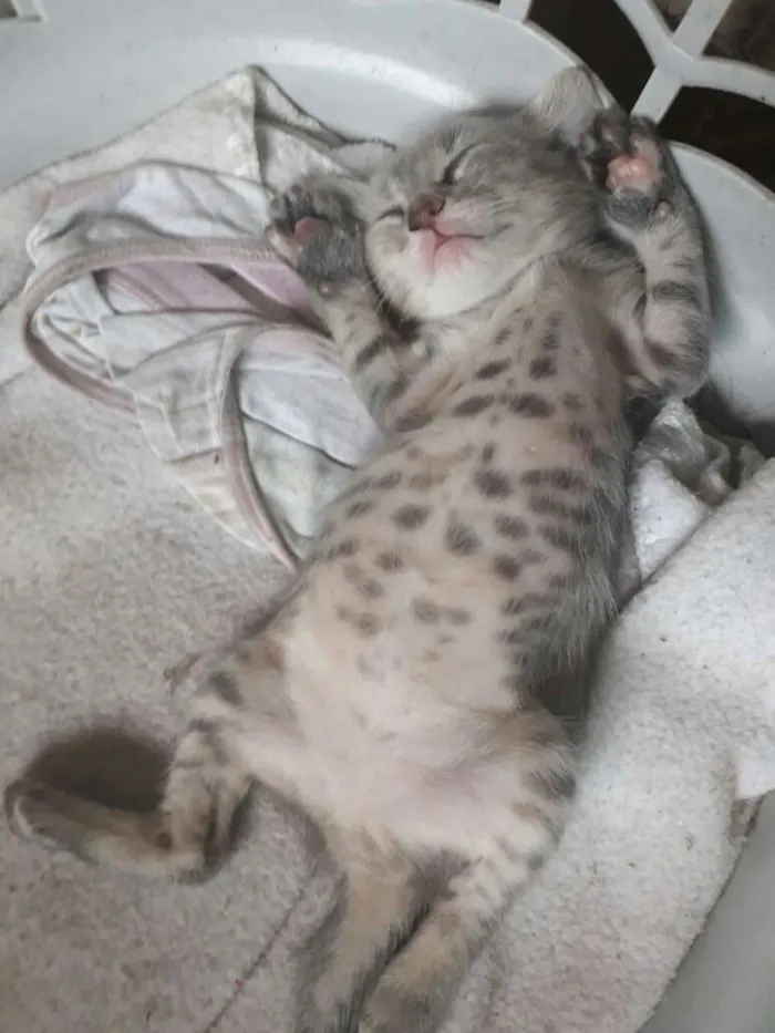 Gato raça indefinida idade Abaixo de 2 meses nome sem nome