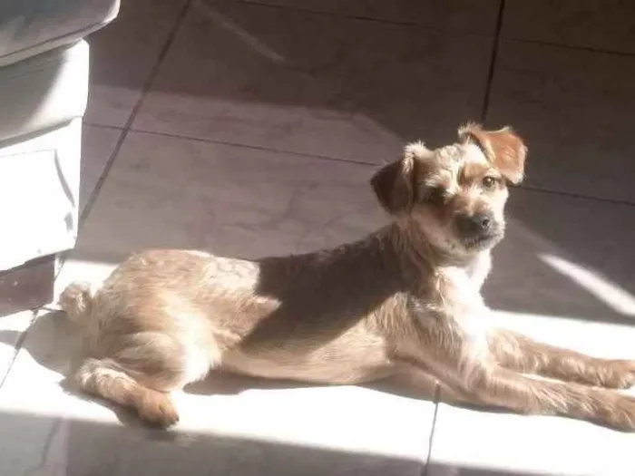 Cachorro ra a Pinscher com poodle idade 1 ano nome Xuxu