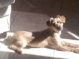 Xuxu