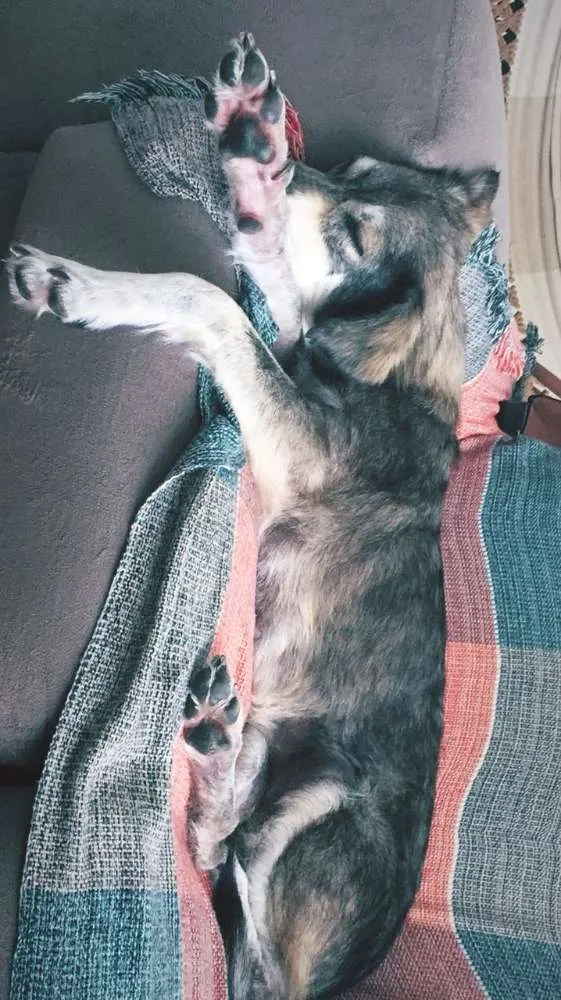 Cachorro raça SRD idade 4 anos nome Jasmin