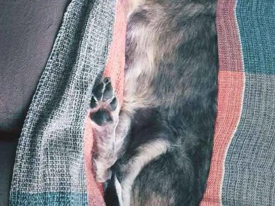 Cachorro raça SRD idade 4 anos nome Jasmin
