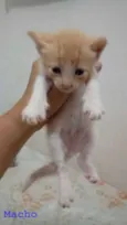Gatinhos Lindos