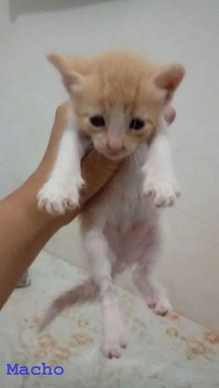Gato ra a SRD idade Abaixo de 2 meses nome Gatinhos Lindos