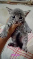 Gatinhos Lindos