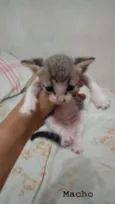 Gatinhos Lindos