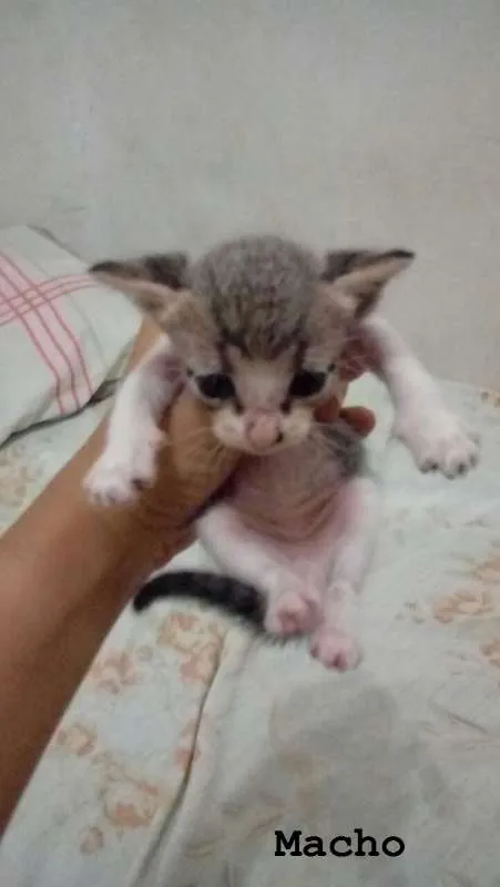 Gato ra a SRD idade Abaixo de 2 meses nome Gatinhos Lindos