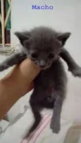 Gatinhos Lindos