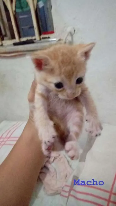 Gato ra a SRD idade Abaixo de 2 meses nome Gatinhos Lindos