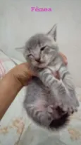 Gatinhos Lindos