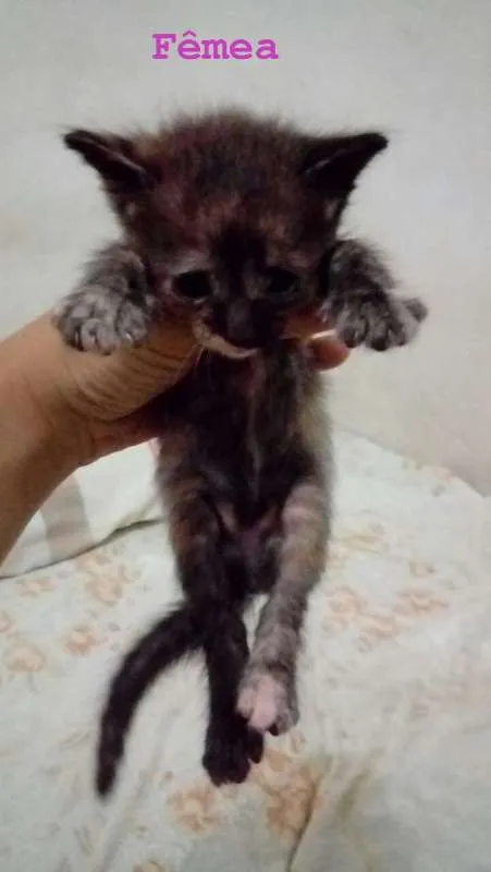 Gato ra a SRD idade Abaixo de 2 meses nome Gatinhos Lindos