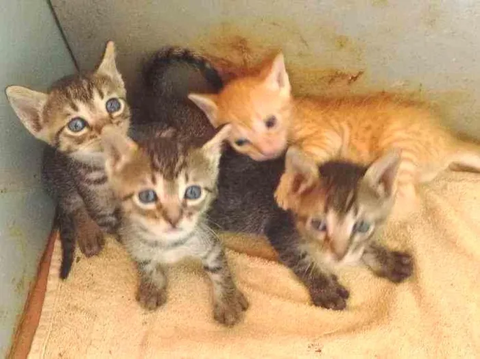 Gato ra a  idade 2 a 6 meses nome jimmy e cristal