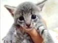 Gatinhos Lindos