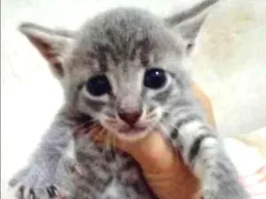 Gato raça SRD idade Abaixo de 2 meses nome Gatinhos Lindos