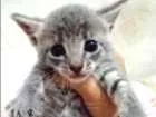 Gato raça SRD idade Abaixo de 2 meses nome Gatinhos Lindos
