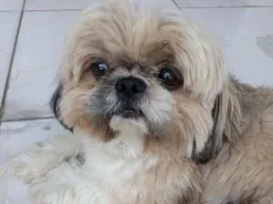 Cachorro raça Shih Tzu  idade 4 anos nome Floyd