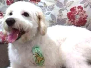 Cachorro raça Poodle idade 3 anos nome FRED
