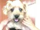Cachorro raça Pinscher com poodle idade 1 ano nome Xuxu