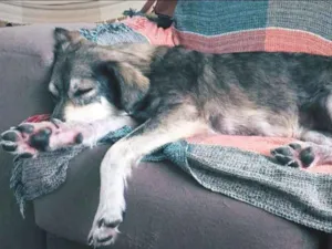 Cachorro raça SRD idade 4 anos nome Jasmin