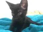 Gato raça não sabemos idade 2 a 6 meses nome sem nome