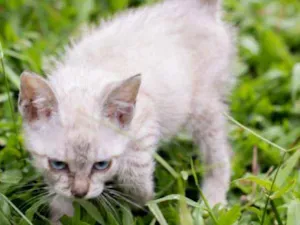Gato raça Sem raça  idade 2 a 6 meses nome  BABYS - Macho e Fêm