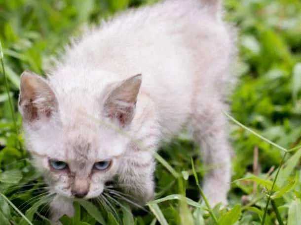 Gato ra a Sem raça  idade 2 a 6 meses nome  BABYS - Macho e Fêm