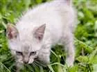 Gato raça Sem raça  idade 2 a 6 meses nome  BABYS - Macho e Fêm