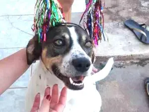 Cachorro raça Não sei idade 4 anos nome Mayllon