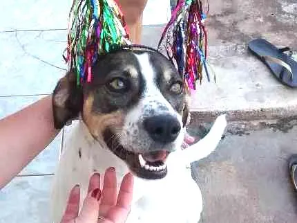 Cachorro ra a Não sei idade 4 anos nome Mayllon