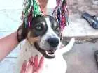 Cachorro raça Não sei idade 4 anos nome Mayllon