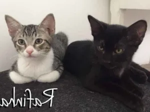 Gato raça SRD idade 2 a 6 meses nome Rafinha e Mateus