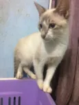 Bebezão