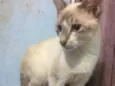 Bebezão