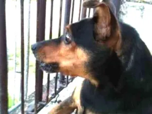 Cachorro raça pinscher idade 5 anos nome Não tem