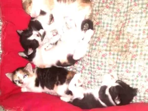 Gato raça Sem raca idade Abaixo de 2 meses nome Preta