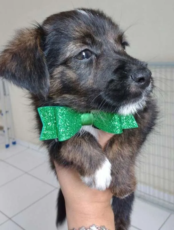 Cachorro raça SRD idade 2 a 6 meses nome LOKY