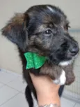 Cachorro raça SRD idade 2 a 6 meses nome LOKY