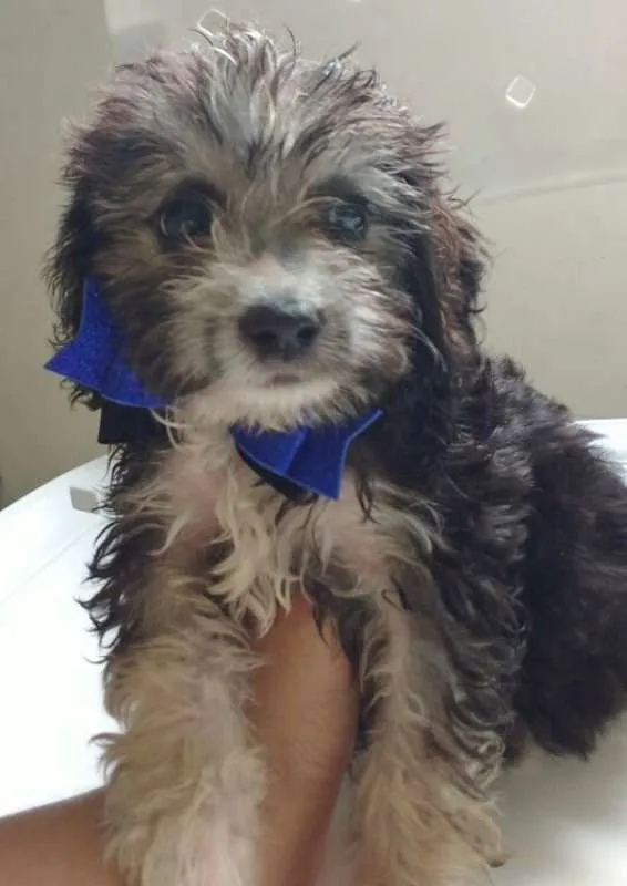 Cachorro raça SRD idade 2 a 6 meses nome ODYN