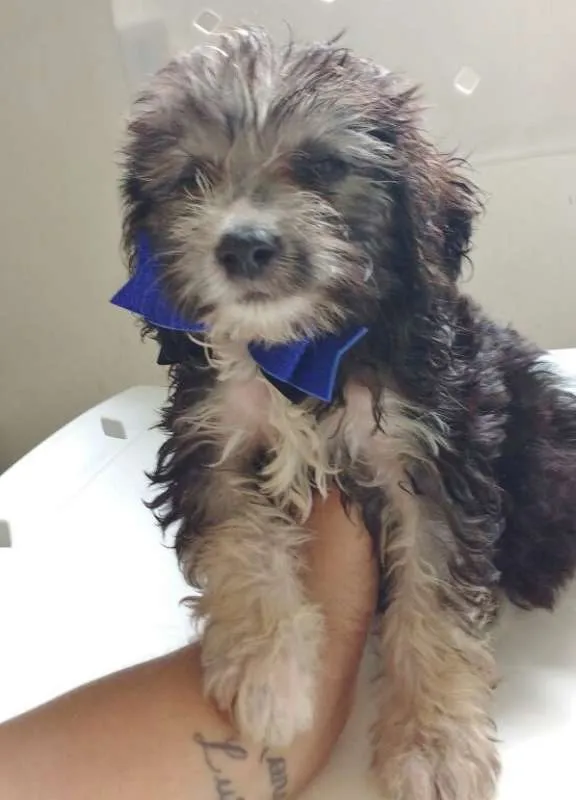 Cachorro raça SRD idade 2 a 6 meses nome ODYN