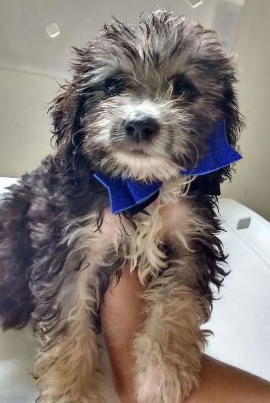 Cachorro raça SRD idade 2 a 6 meses nome ODYN