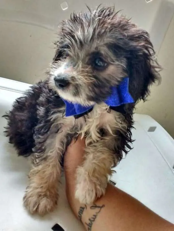 Cachorro raça SRD idade 2 a 6 meses nome ODYN