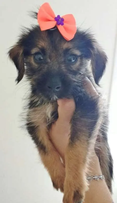 Cachorro raça SRD idade 2 a 6 meses nome SYIN