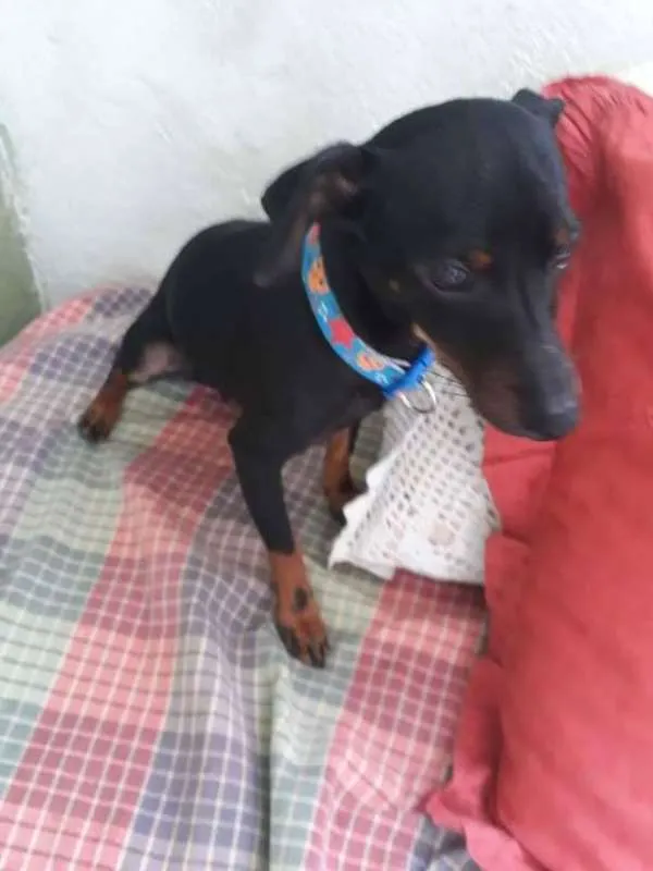 Cachorro ra a Pinscher idade 7 a 11 meses nome Tobias