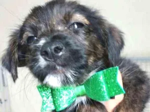 Cachorro raça SRD idade 2 a 6 meses nome LOKY