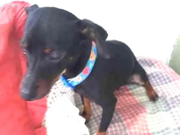 Cachorro ra a Pinscher idade 7 a 11 meses nome Tobias