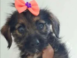 Cachorro raça SRD idade 2 a 6 meses nome SYIN