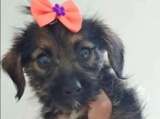 Cachorro raça SRD idade 2 a 6 meses nome SYIN