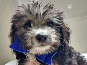 Cachorro raça SRD idade 2 a 6 meses nome ODYN