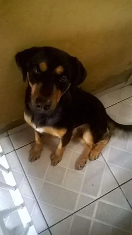 Cachorro ra a SRD idade 1 ano nome Vitor