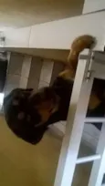 Vitor