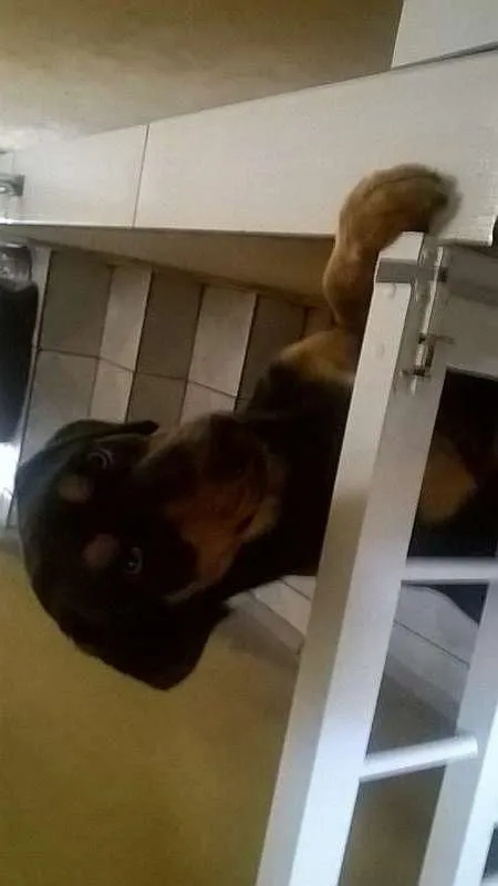 Cachorro ra a SRD idade 1 ano nome Vitor